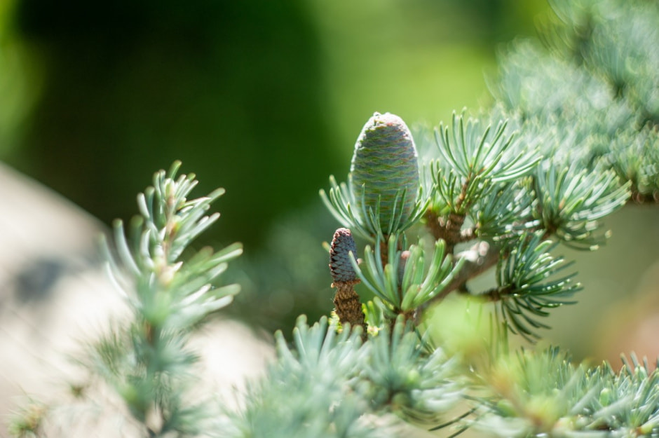 Семья Шокало и экзотический сад 14.jpg