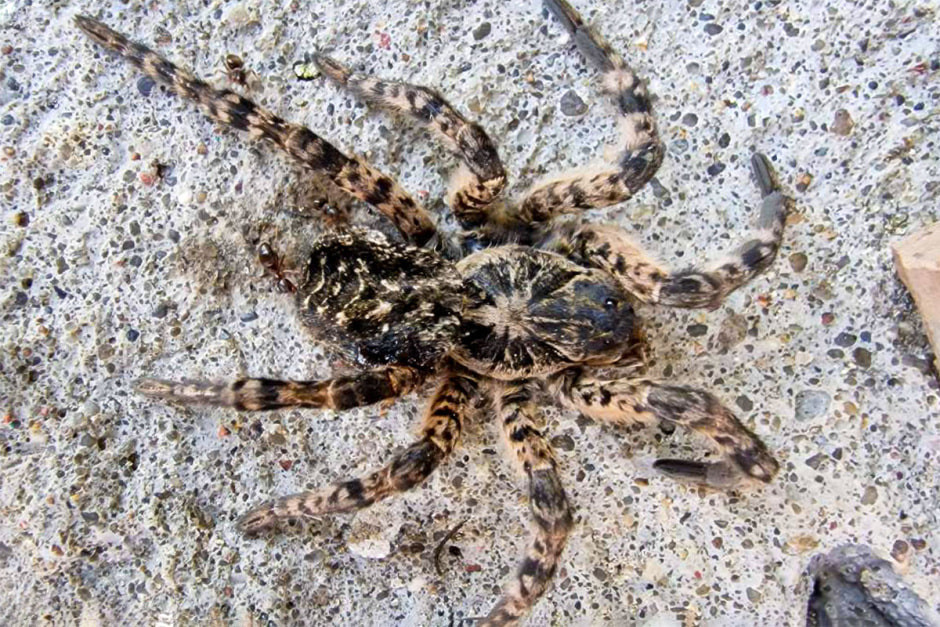 Тарантул в Беларуси