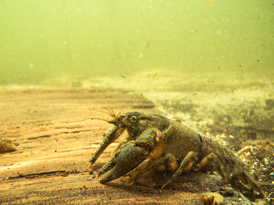 Американский полосатый рак
