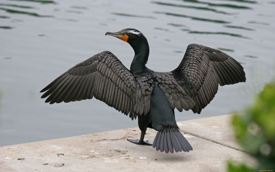 Баклан.jpg Баклан.jpg