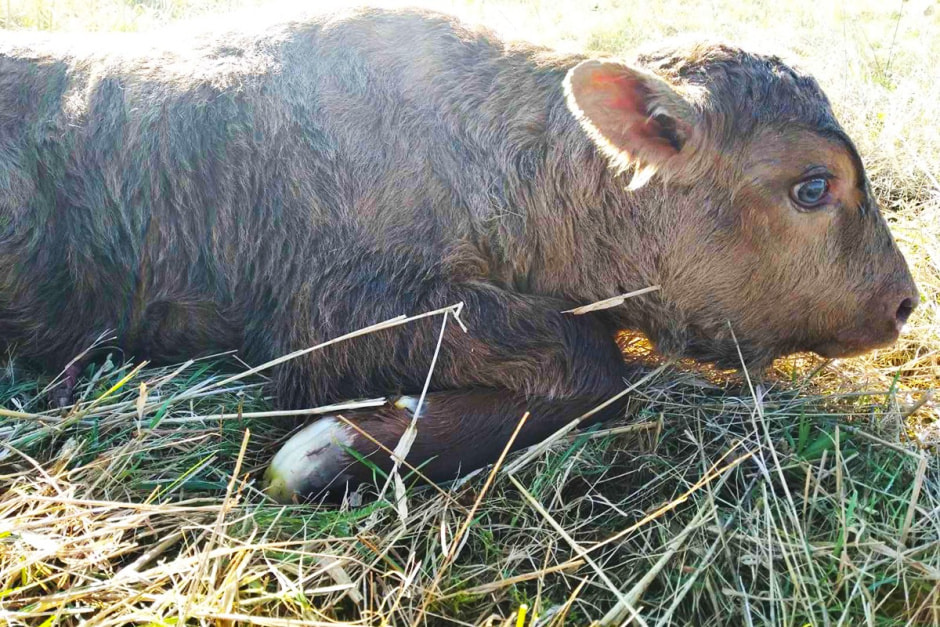 Корова родила от зубра