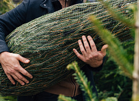 “Начали выходить по 50-70 штук в сутки!” – Россияне жалуются на клещей, которые вылазят из живых ёлок