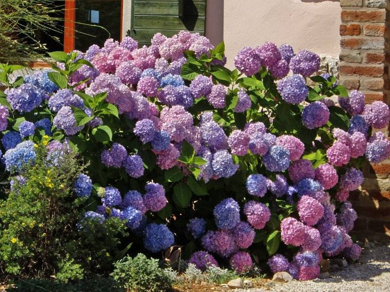 Гортензии на даче