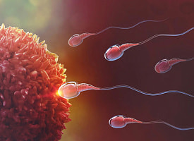 Ученые заявили о прорыве в мужской контрацепции: временно остановили выработку спермы