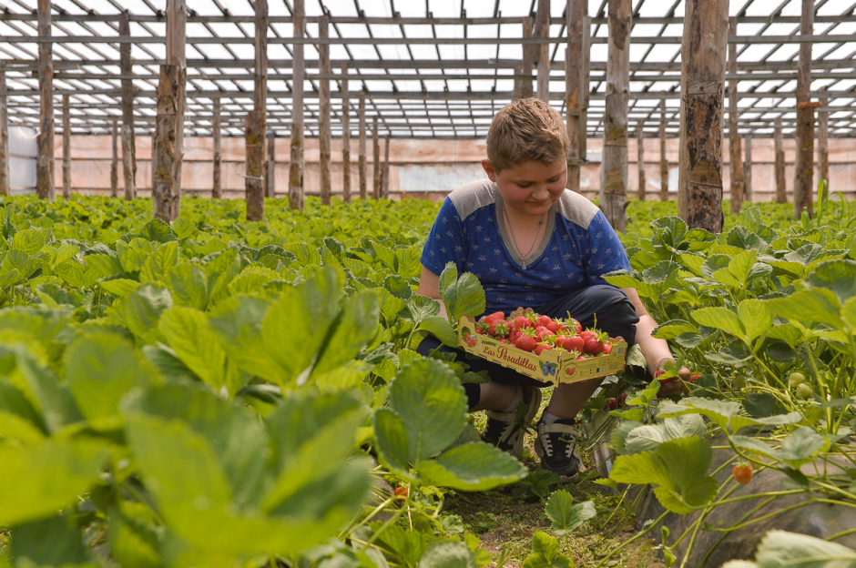Две семьи выращивают огурцы и клубнику 15.png