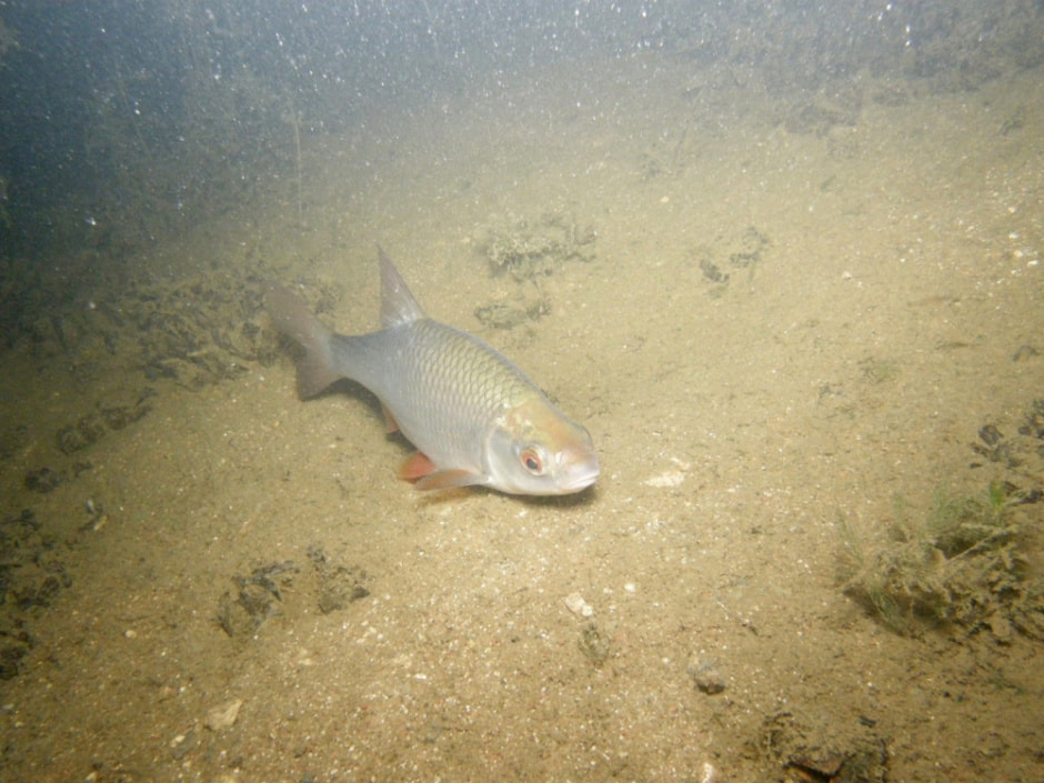 Белорусский дайвер и подводный фотограф 12.jpg
