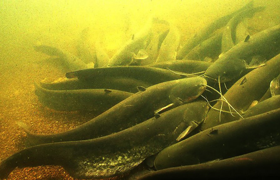 зимовальная яма