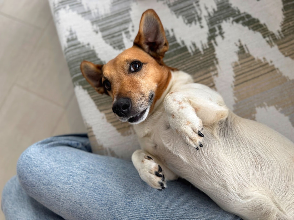 9-Домашние питомцы Галины Тябут.jpg