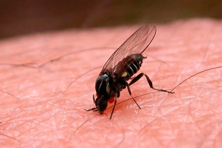 Мошка Мошка