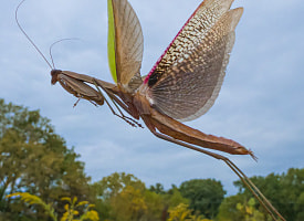 Микромир в деталях: названы лучшие фотографии насекомых 2025 года