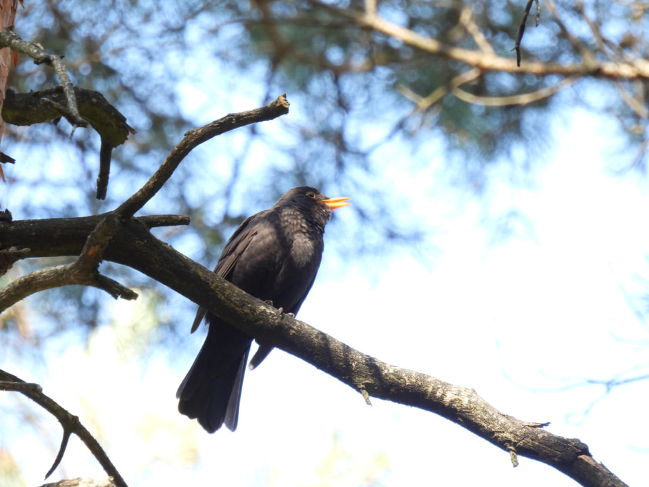 Черный дрозд поет.JPG