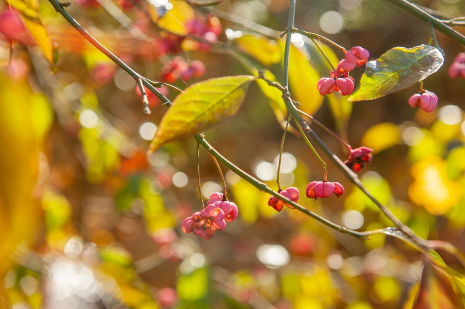 Солдатовы и усадьба Дуниных-Раецких 12.jpg