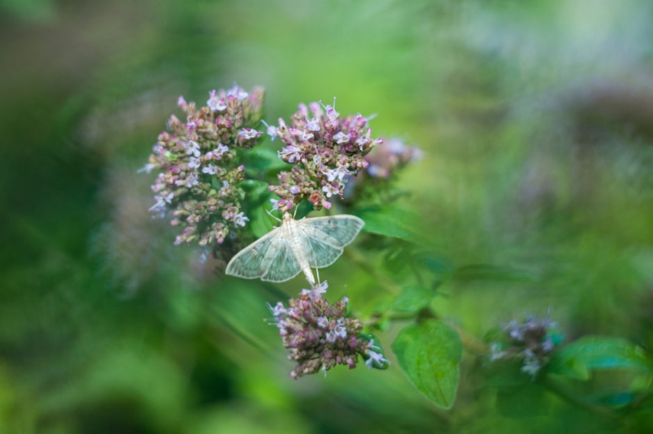 Травяные сборы в Беларуси 13.jpg