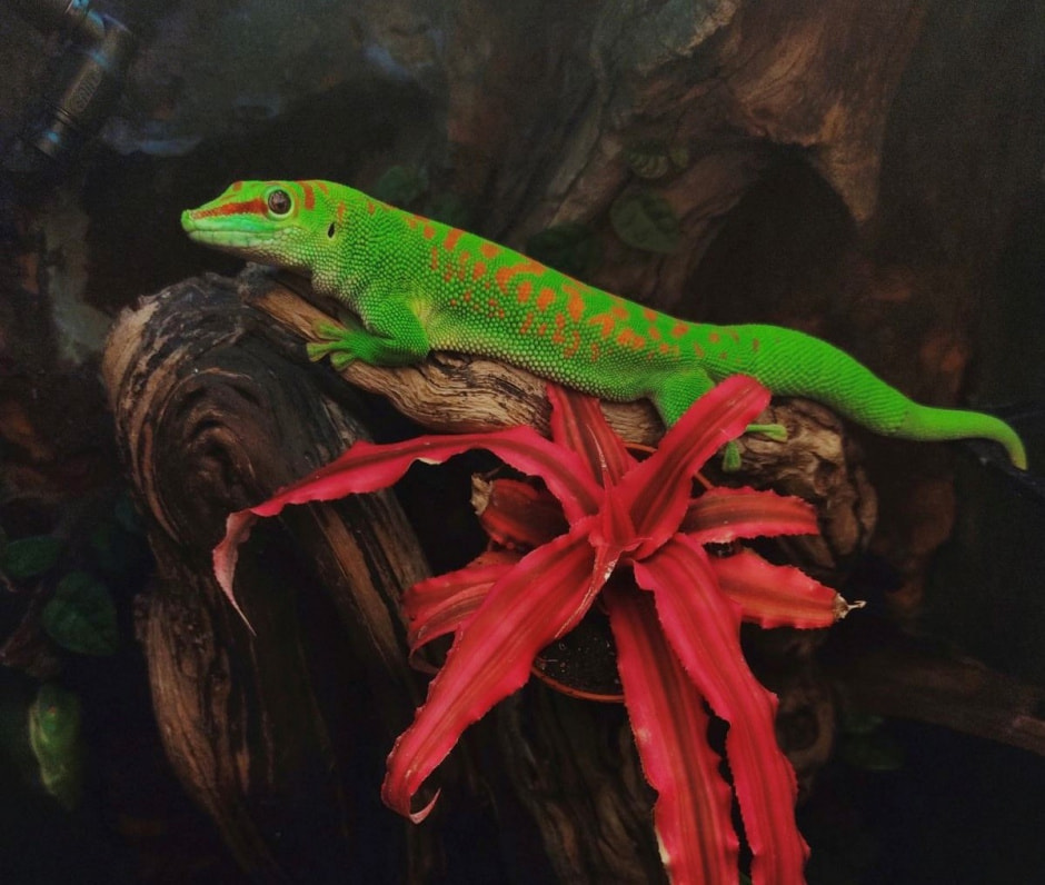 Домашние гады 11.jpg Домашние гады 11.jpg