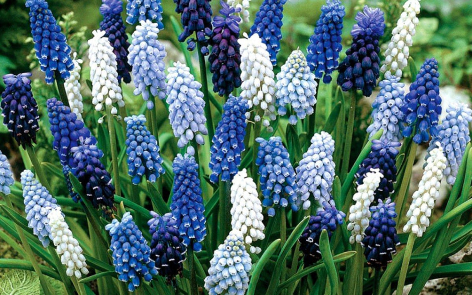 луковичные7.jpg луковичные7.jpg