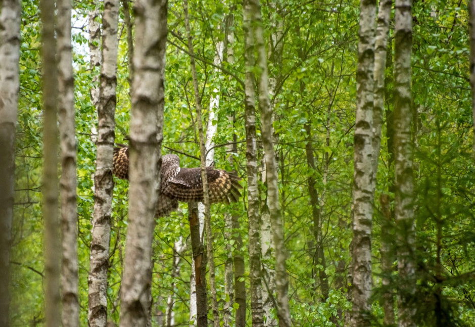 12-Бородатая неясыть в полете.jpg