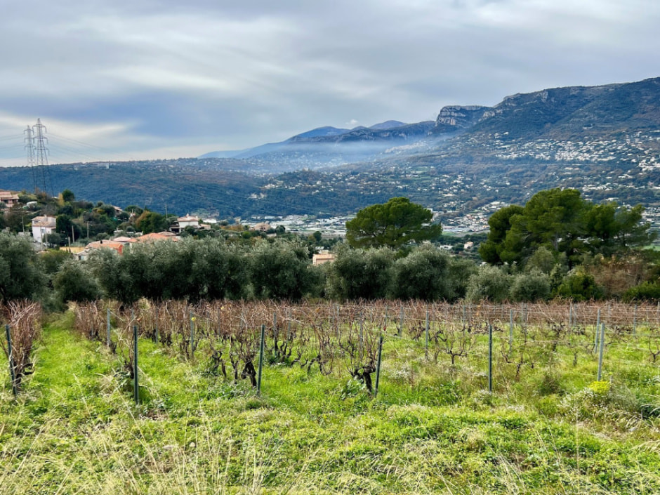 Виноградники Ниццы 26.jpg