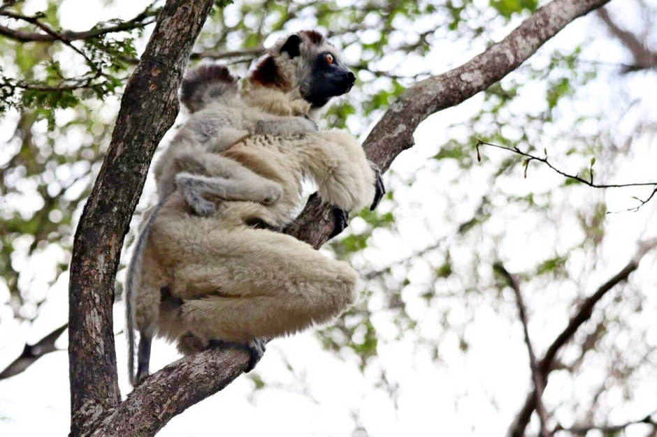 Мадагаскар 4.jpg