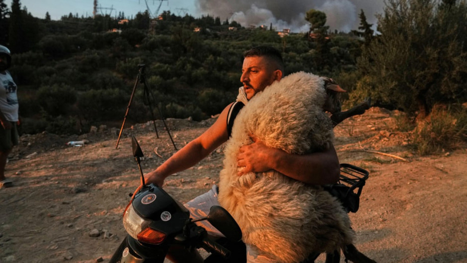 спасение овцы