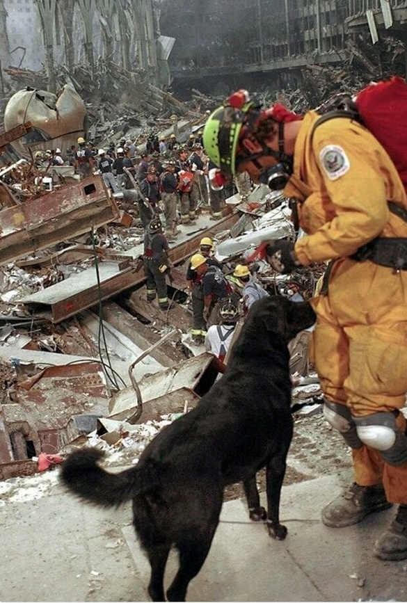 Собака-спасатель 11 сентября