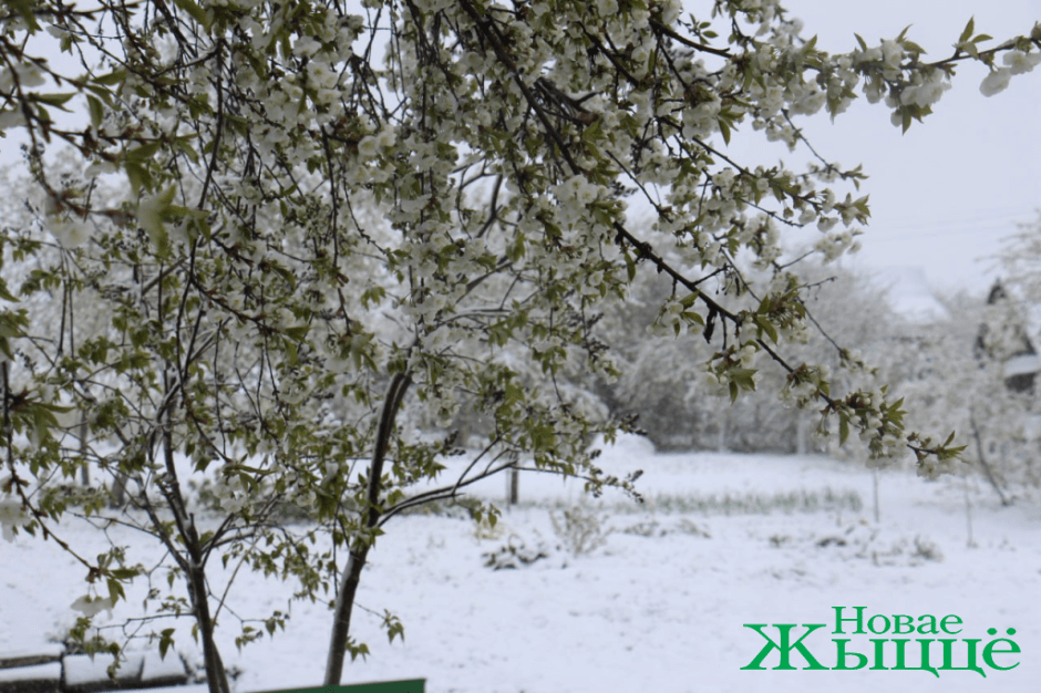 снег3.png снег3.png