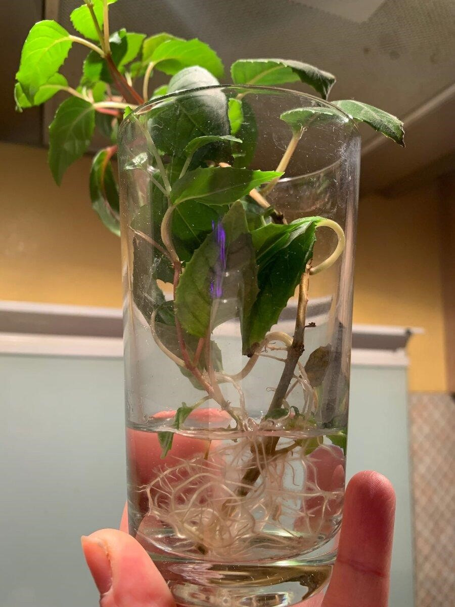 Черная ножка рассады 6.jpg