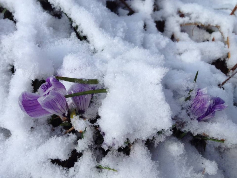 цветы под снегом