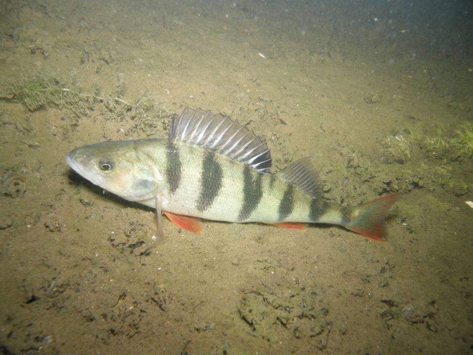 Белорусский дайвер и подводный фотограф 9.jpg