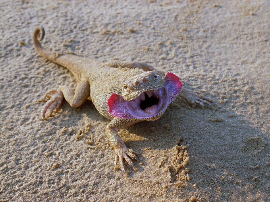 Круглоголовка komarov.jpeg