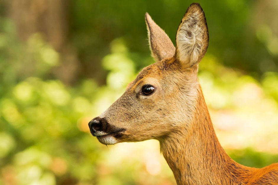 Европейская косуля в Беларуси 4.jpg