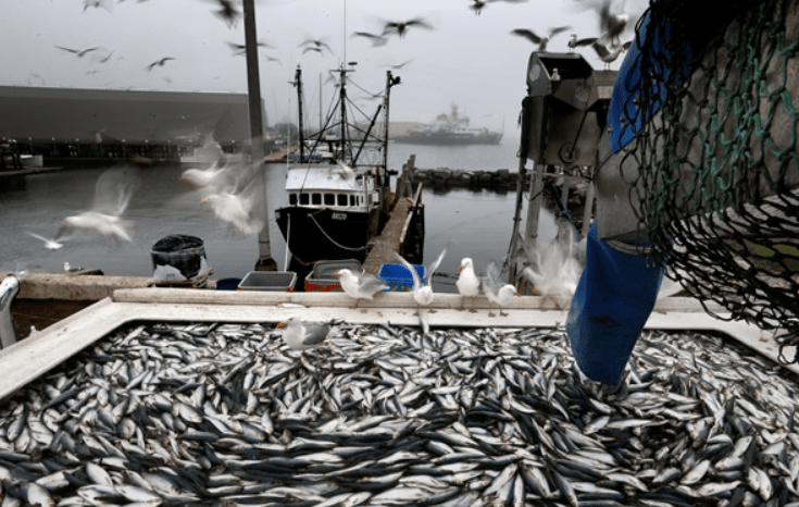 рыба.png рыба.png