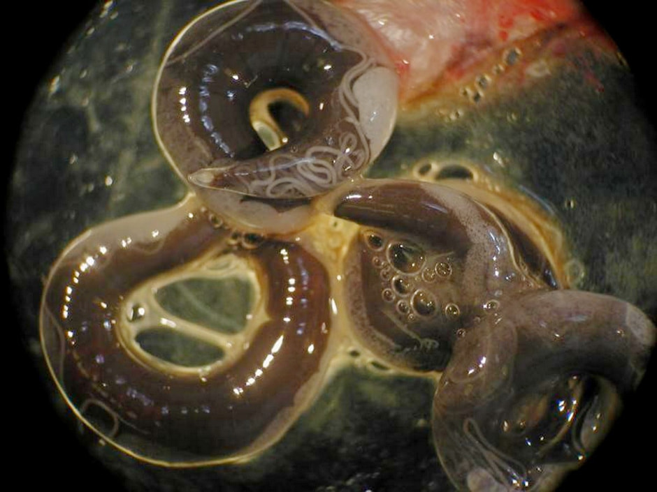 Паразиты в Беларуси 4.jpg