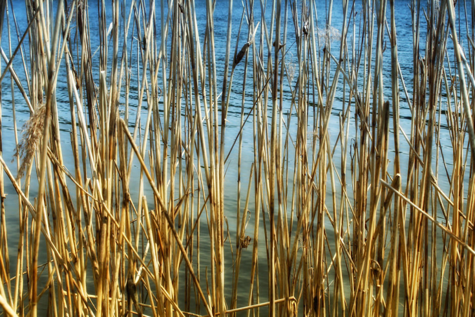 Камышовые трубки.jpg Камышовые трубки.jpg