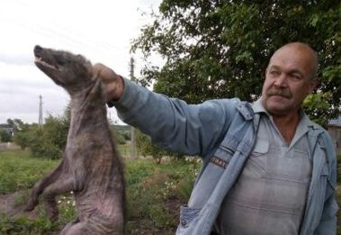 чупакабра.jpg чупакабра.jpg