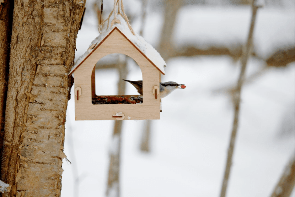 Как правильно подкармливать птиц зимой 4.png