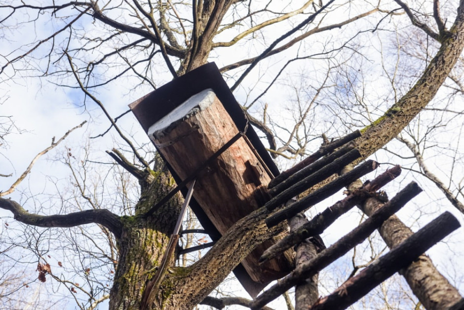 Как бортник спасает на Полесье черных пчел 3.jpg