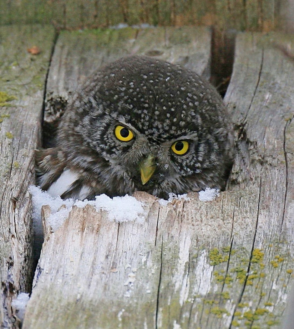 5-Воробьиный сыч.jpg