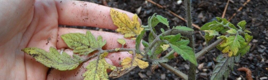 янтарная кислота 5.jpg