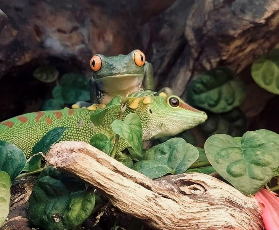 Домашние гады 1.jpg