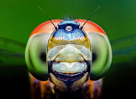 Стрекозы умеют различать цвета, недоступные человеку: это может пригодиться медицине