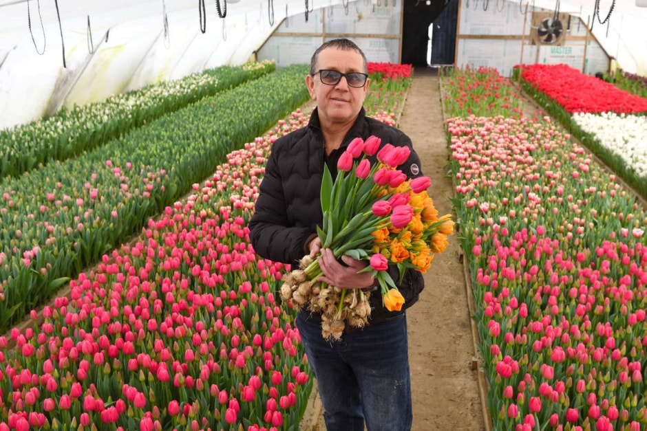 Как на Полесье выращивают тюльпаны 16_Владимир Диковицкий.jpg