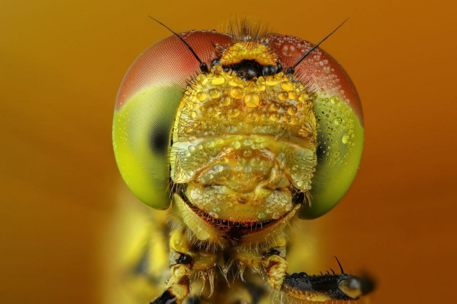 Фотограф насекомых 10.jpg