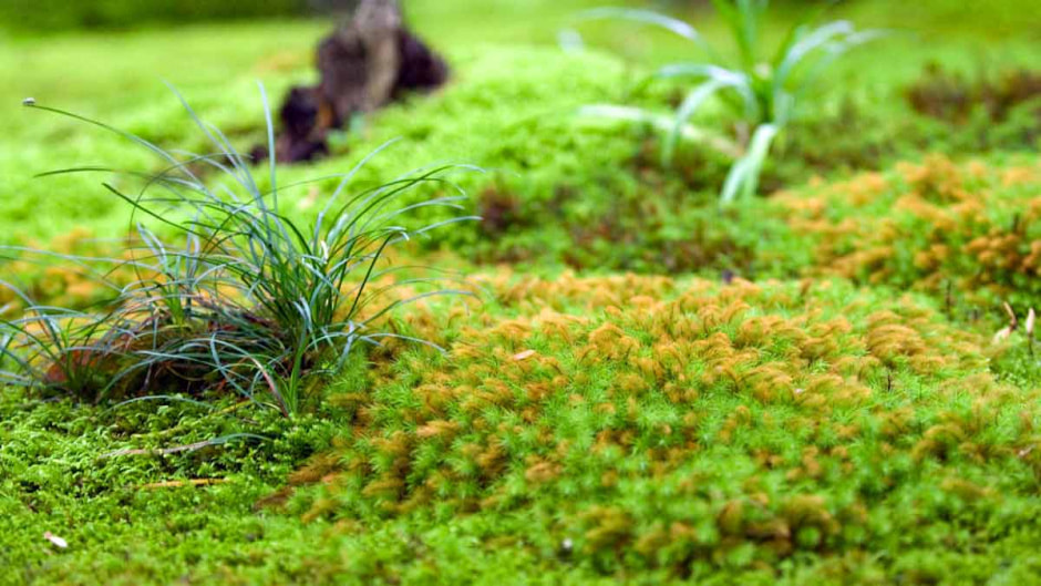 Мох на даче Мох на даче