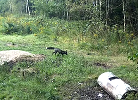 В лесу под Логойском заметили редкую черную лису. Почему она не рыжая?