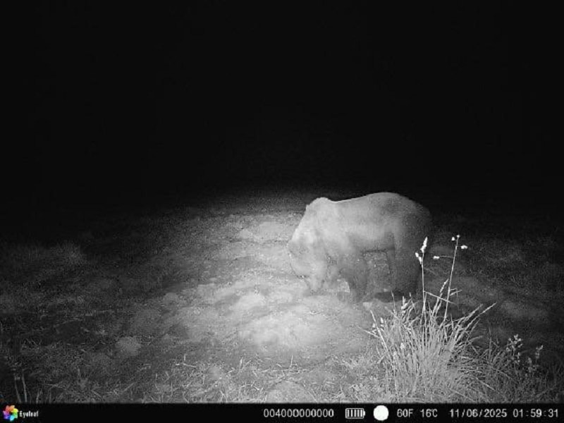 медведи под Гродно 1.jpg