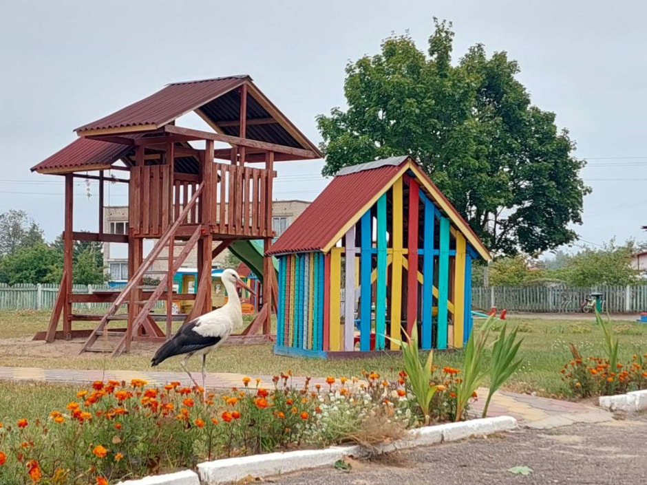 Аист Буся-2 4.jpg