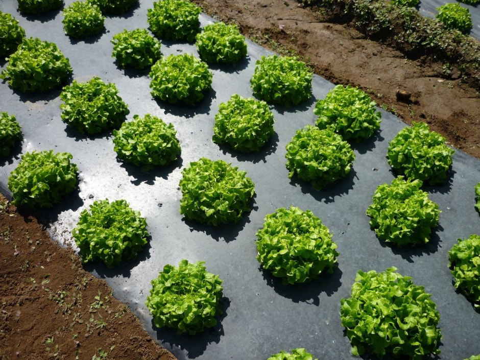 Как сделать мульчу 2.jpg