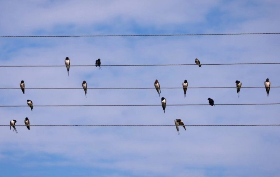 Миграция белорусских птиц 15.jpg