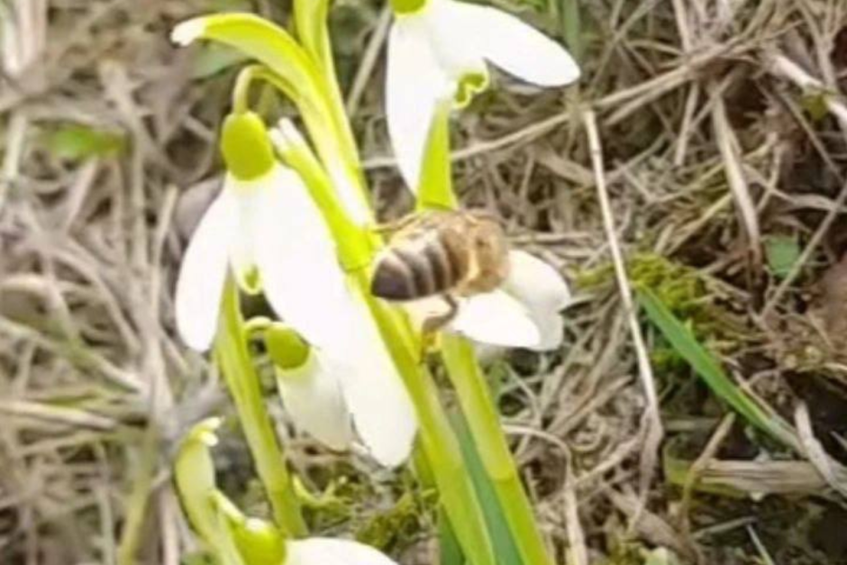 Медоносная пчела_1.png