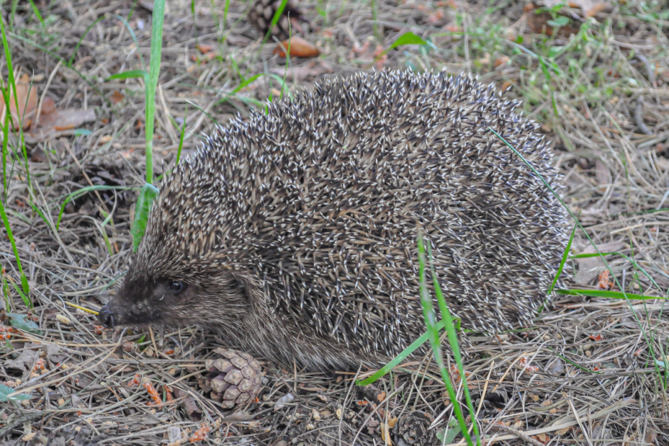 Мифы про ежей 4.png